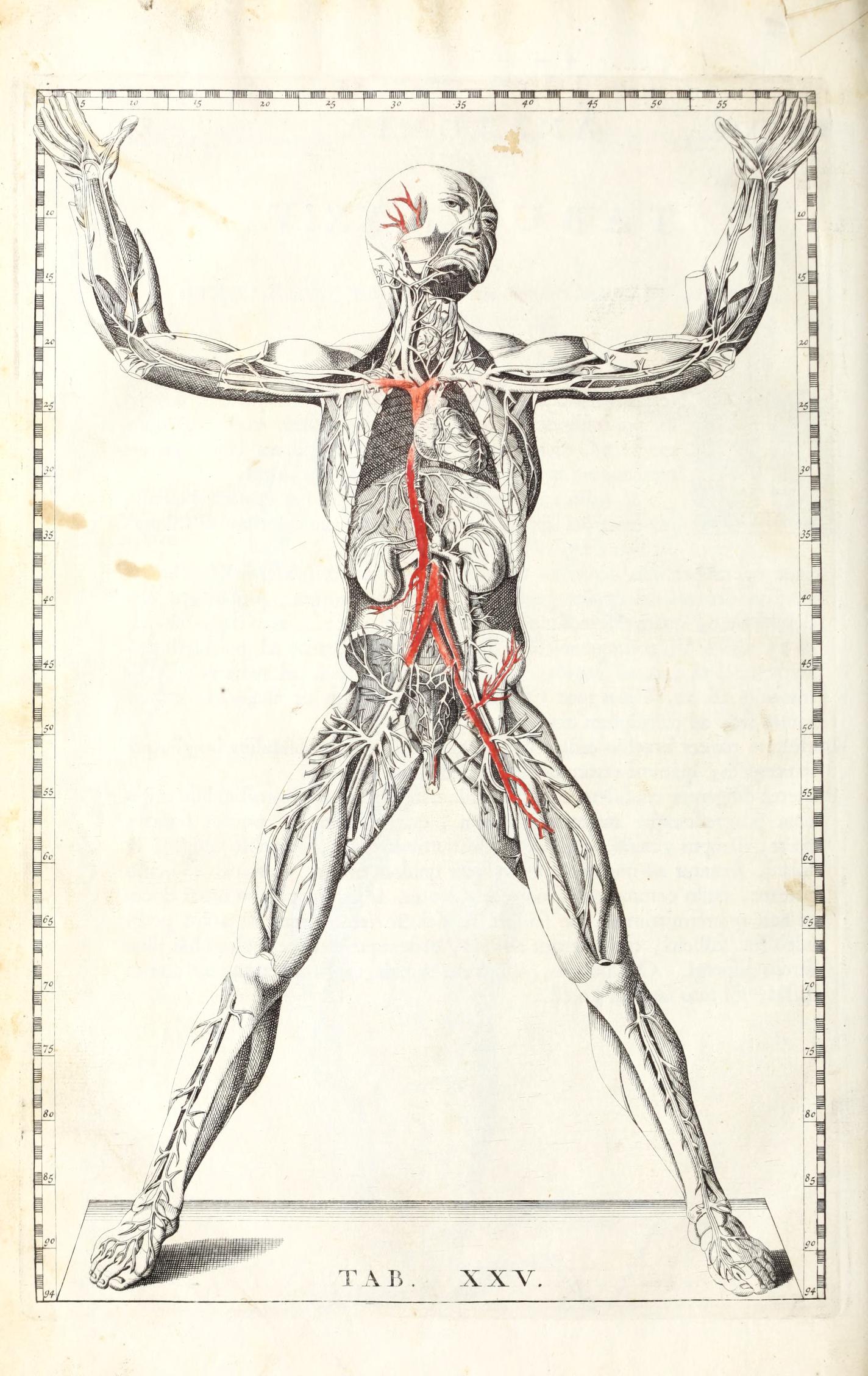 The normative measurement scale on the border of Bartholomaeus Eustachius' &lsquo;tabulae XXv,&rsquo; Tabulae anatomicae classisimi (1722) is reminiscent of lines of longitude and latitude. University of Maryland, Baltimore.