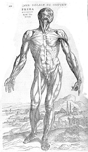 Vesalius' famous &ldquo;muscle man&rdquo;, from Wikimedia Commons.