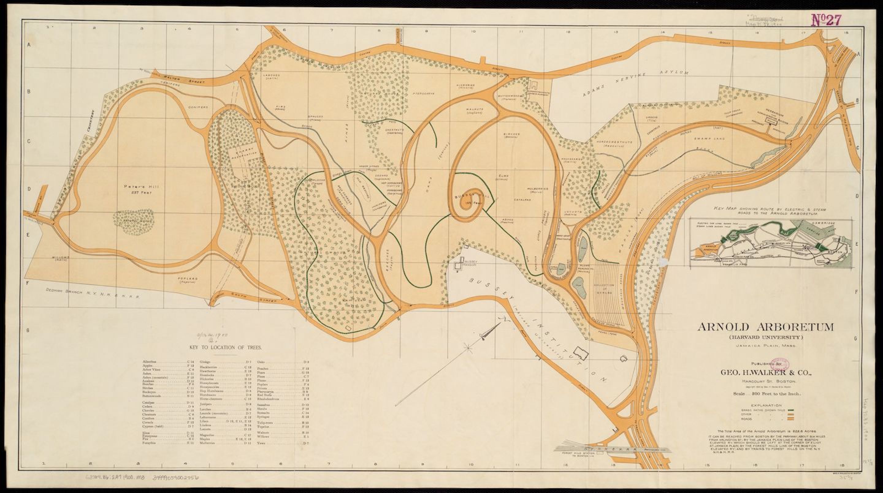 This 1900 map of the Arnold Arboretum includes a key to over 60 types of trees scattered across the park